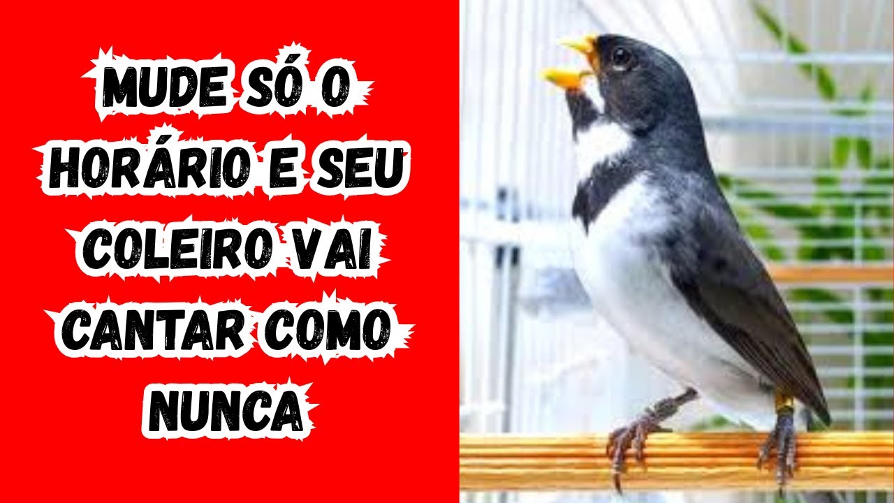 Esse Horário Está Matando o Canto do Seu Coleiro (E Quase Ninguém Sabe)