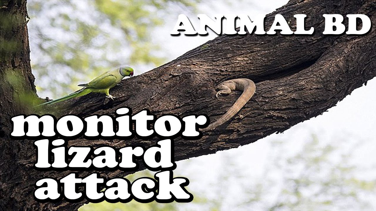 monitor lizard attack on bird | most amazing video|