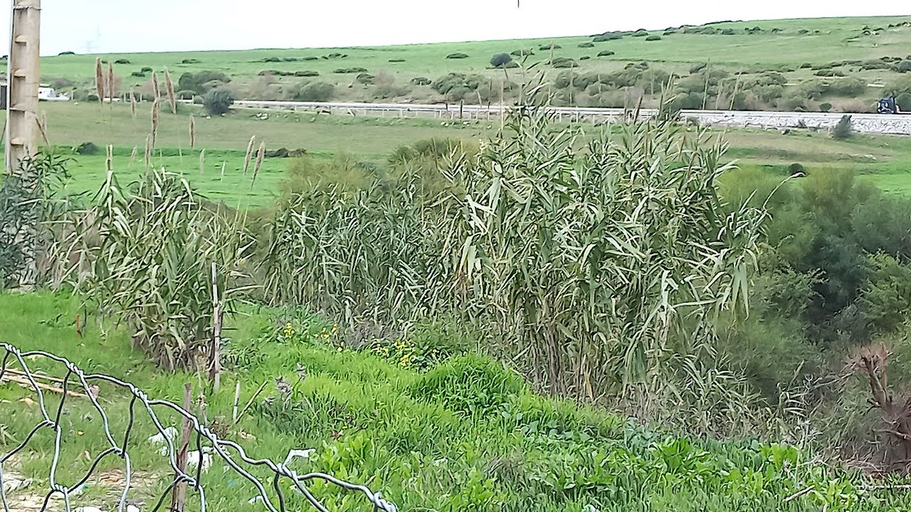 Safae soufi  est en مباشرة معكم من الزينات)طنجة (