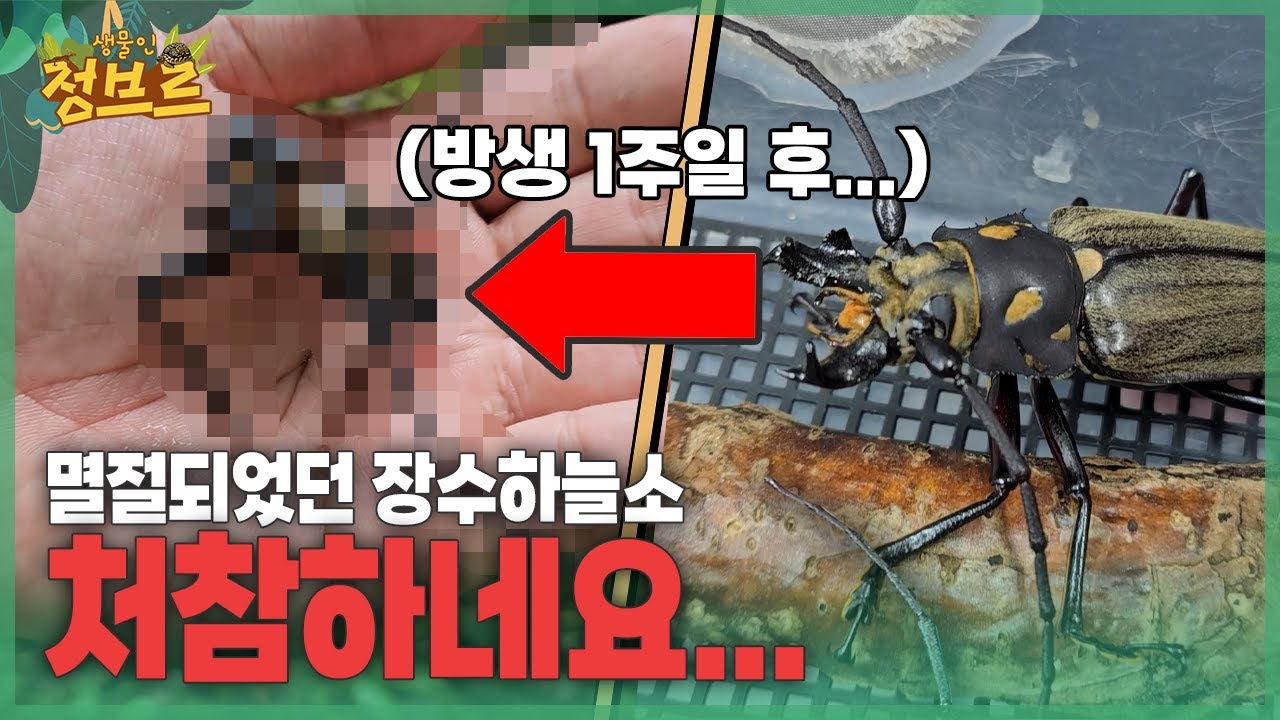 잡으면 벌금5천만원 인데 누가 그랬을까요....?? 결국에는 이렇게 되었네요..