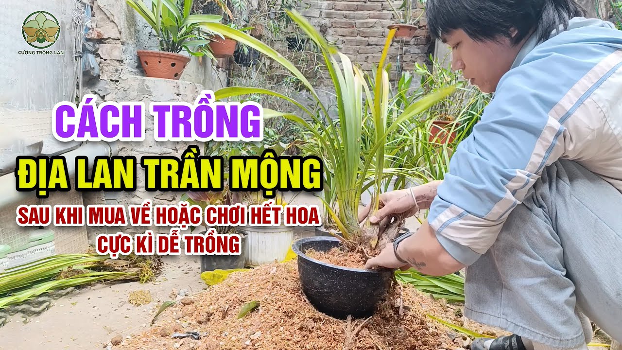 Bí Quyết Chăm Sóc Địa Lan Trần Mộng Giúp Cây Phát Triển Mạnh