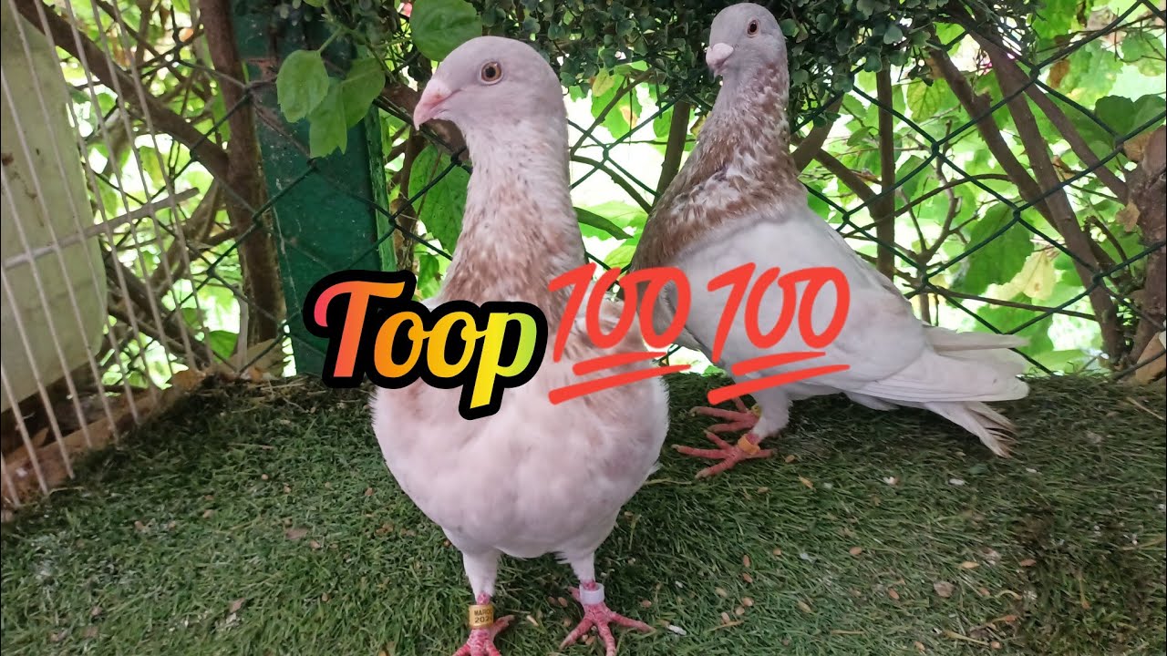 💥4ديال كوبلات للبيع دم صافية 💯💯مانويل سلفادور 🤯🤯