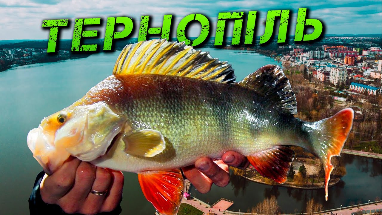✅ТРОФЕЙНІ ОКУНІ - КАБАНИ МІСЬКОГО ОЗЕРА | Рибалка в ТЕРНОПОЛІ✅
