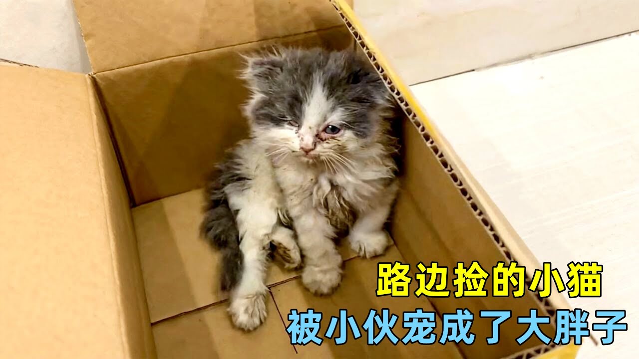 捡来的流浪小猫，被小伙宠成走不动路的大胖子，每一斤肉都是爱