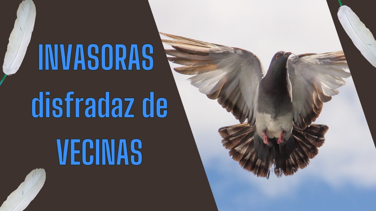 Las palomas de tu ciudad son INVASORAS