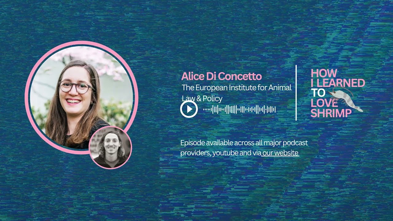 Alice Di Concetto on why EU animal welfare reforms failed (and what we can do next)