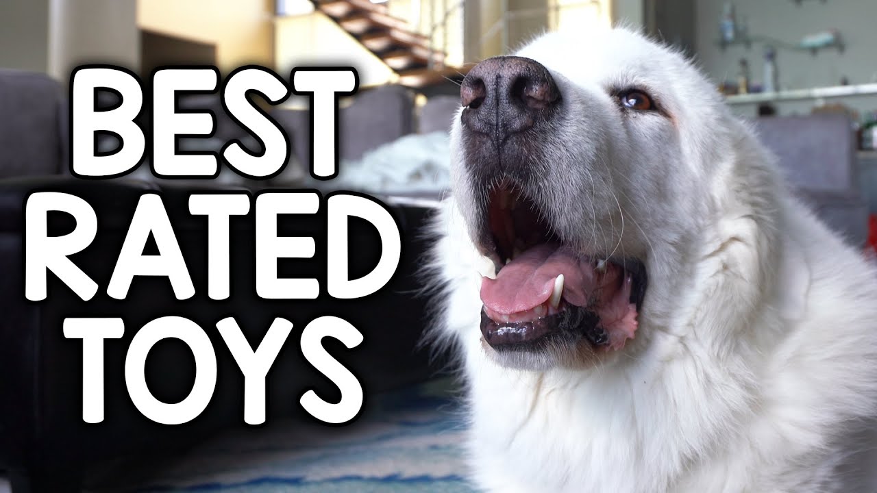 TRYING THE BEST RATED DOG TOYS!