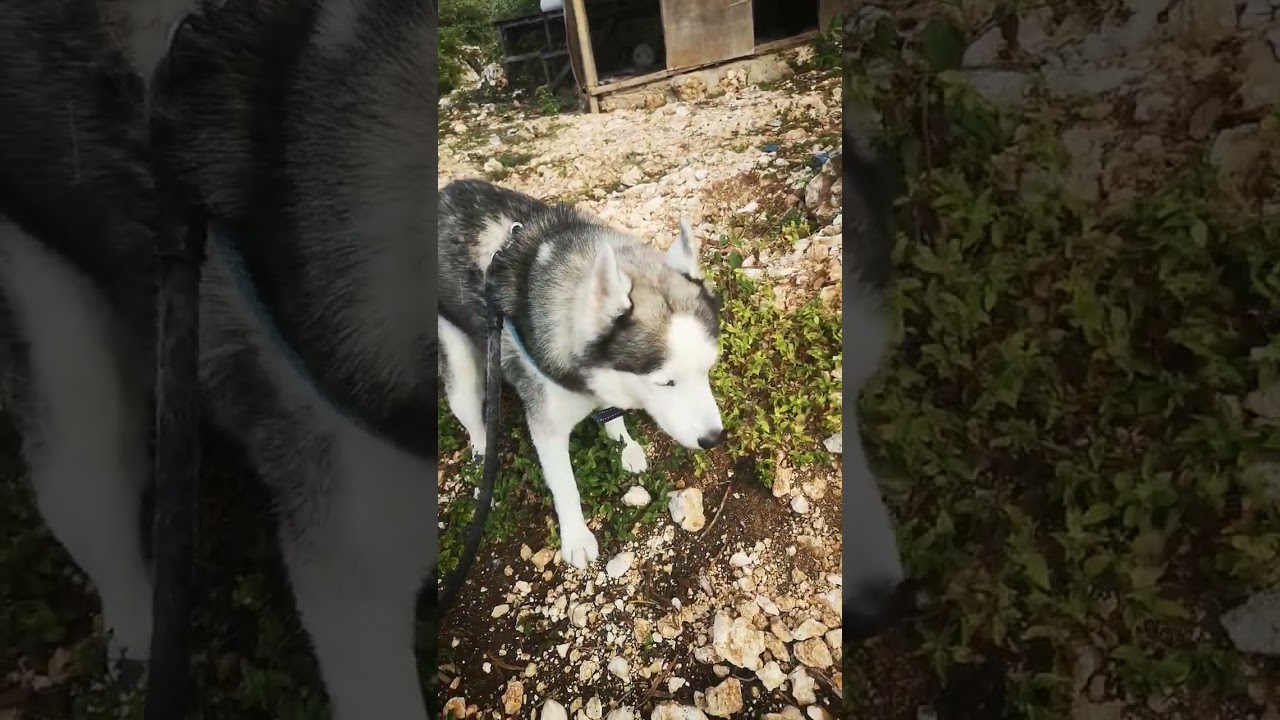 ucok sunday morning activities 😉 #husky #huskylife #huskylover #huskyactivities #siberianhusky 