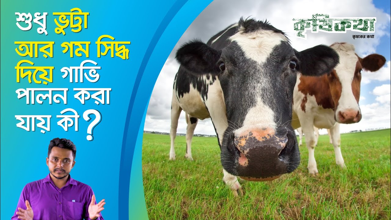শুধু ভূট্টা আর গম সিদ্ধ দিয়ে গাভি পালন করা যায় কী? | কৃষিকথা | পর্ব ৯৬ | Krishikotha | Episode 96 |