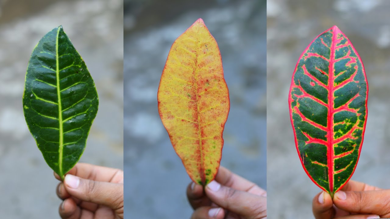 क्रोटन के पौधे पर पाएं १०० गुना ज़्यादा रंगबिरंगी पत्तियां | Get Colourful Leaves on Croton Plant.