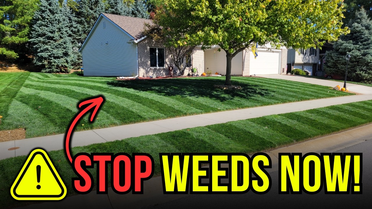 Pre Emergent: the ULTIMATE Weed Control For Your Lawn!