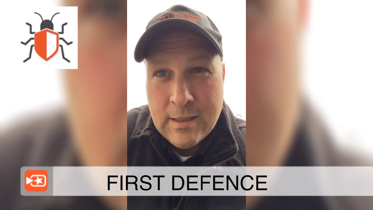 Rodent Control Brantford Ontario / Keep Rats, Mice and Insects Out!
