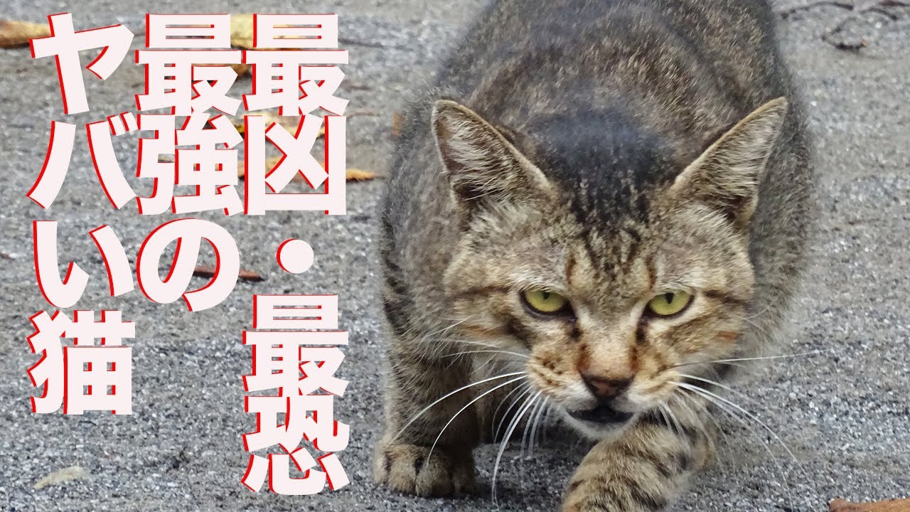 猫を狩る暴虐の猫、恐るべき変化を遂げる The tyrant cat and me