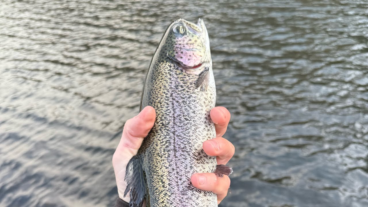 Fishing Lower kings river “LKR” 