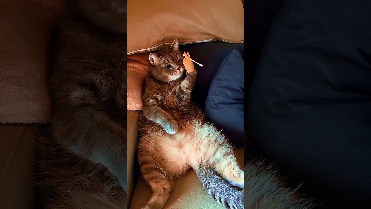 funny animals monkey videos 2021