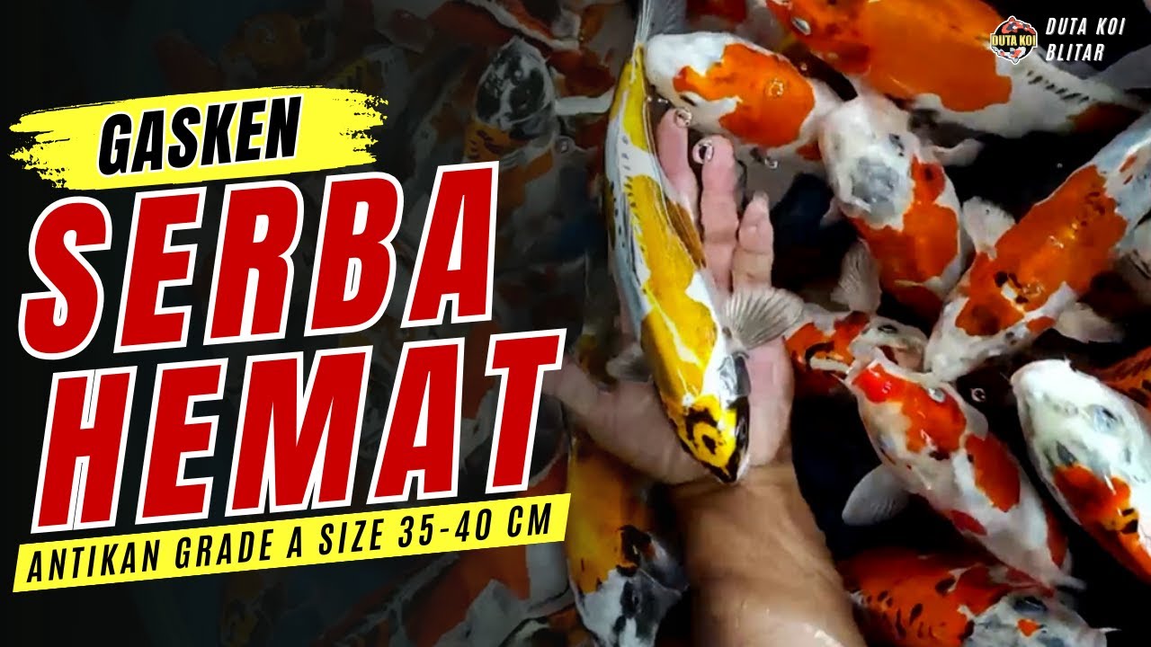 STOCK KOI ANTIKAN GRADE A SERBA HEMAT BOSKU!! KIKOKURYU SIZE 35-40 CM MANTUL MANTUL!!