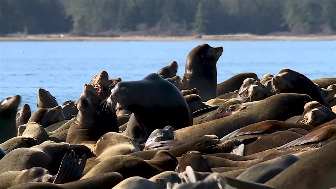'That's insane': Sea lions take over Deep Bay beach