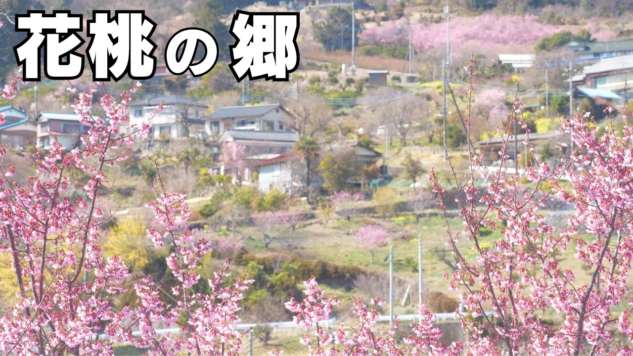 【速報】東秩父村 花桃の郷｜いまの開花状況と現地の様子