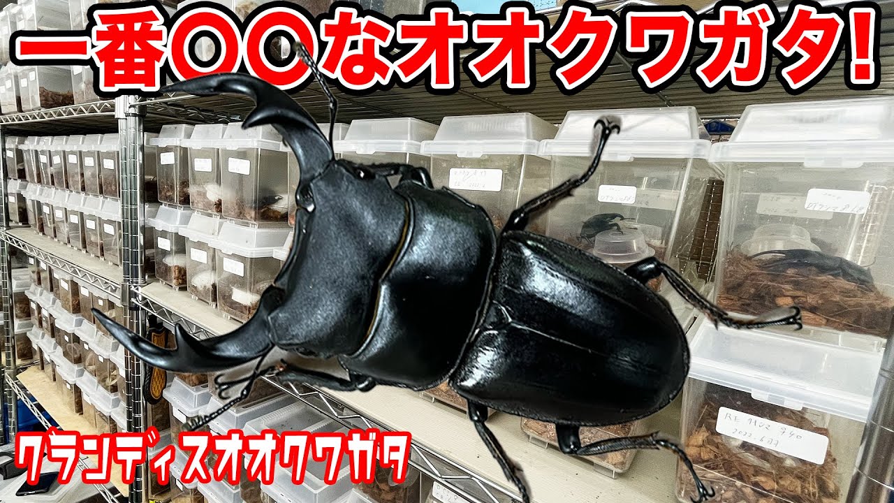 【グランディスオオクワガタ】私が一番好きなクワガタについて語ってみた