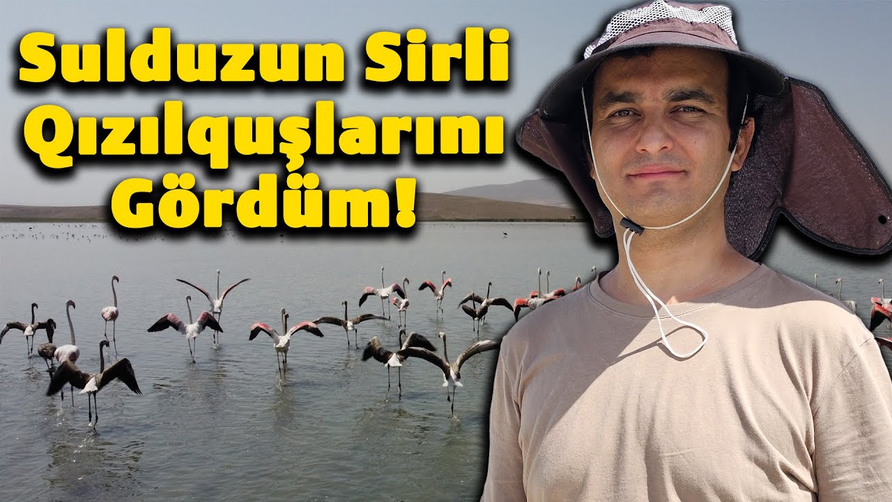 İnanılmazdır! Sulduz bataqlığının çəhrayı flaminqoları (quşları) yaxından!