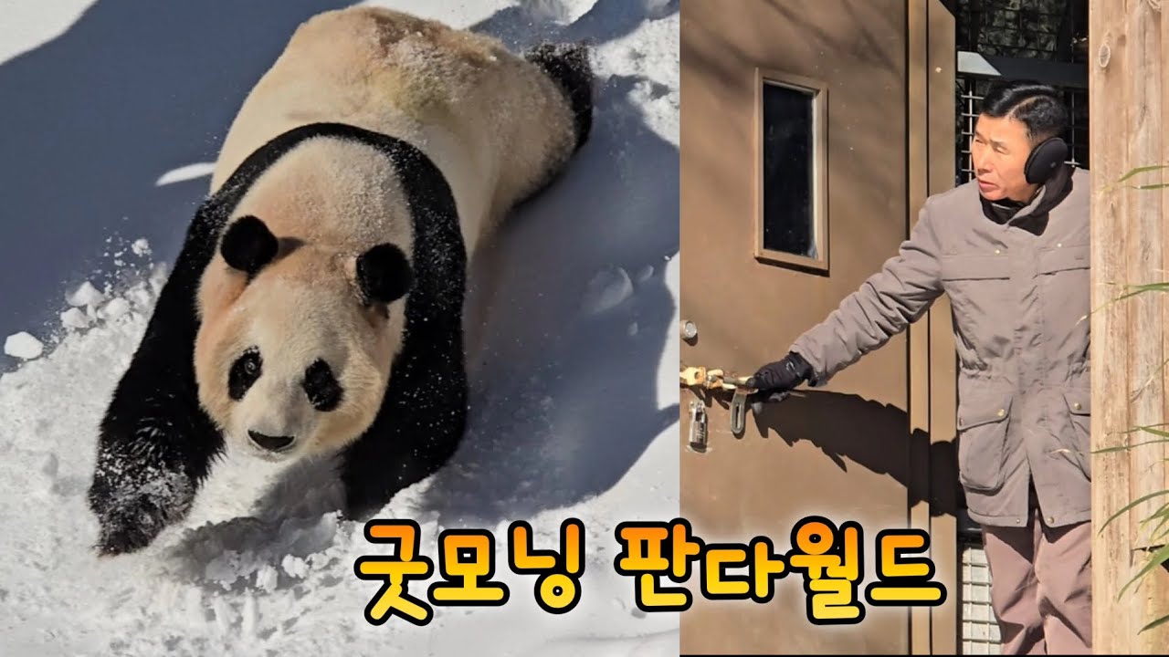 굿모닝 판다월드 한시간 동안 산책하는 아이바오 신나는 영상💕강사랑 강바오 26.01.22 Everland Ruibao Huibao