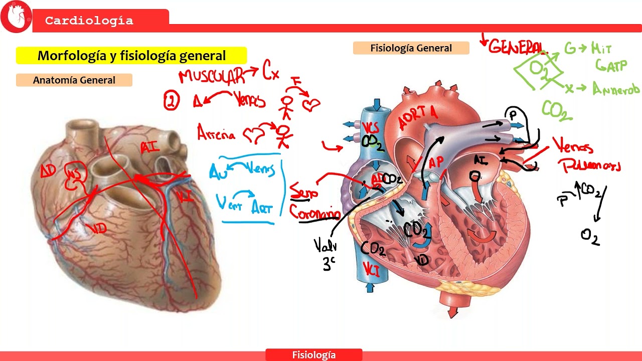 Fisiología Cardiovascular