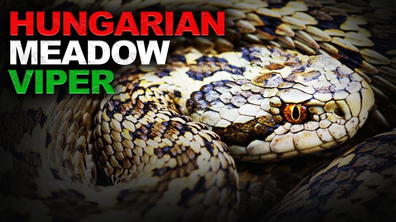 We Found an Extremely Rare Viper in Europe!