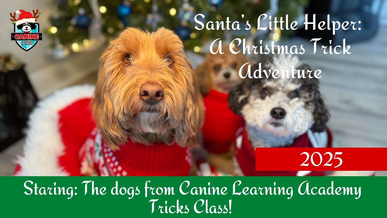 Canine Learning Academy Santa’s Little Helper: A Christmas Dog Trick Adventure 2025