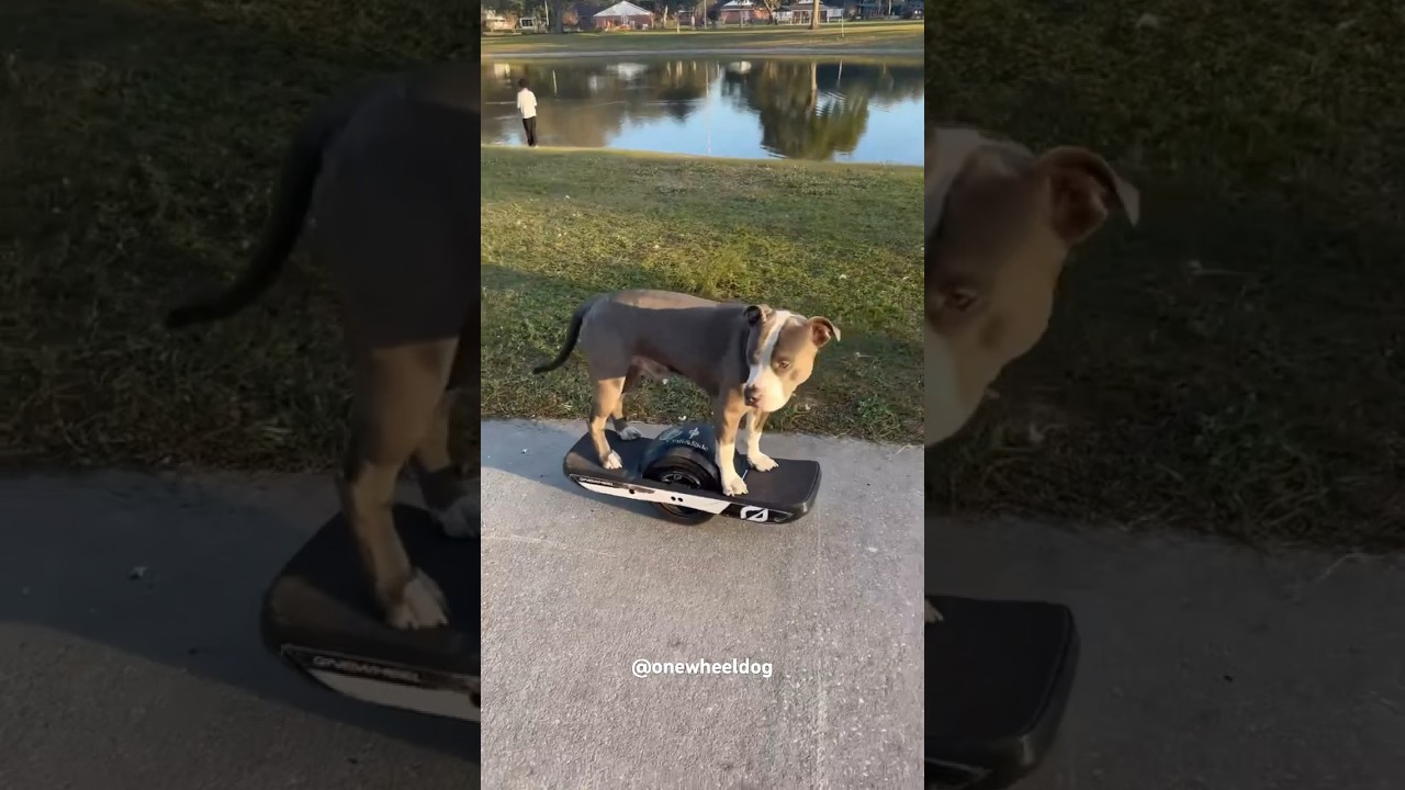 Эта собака умеет кататься на одном колесе лучше тебя #onewheel #onewheeldog #dog