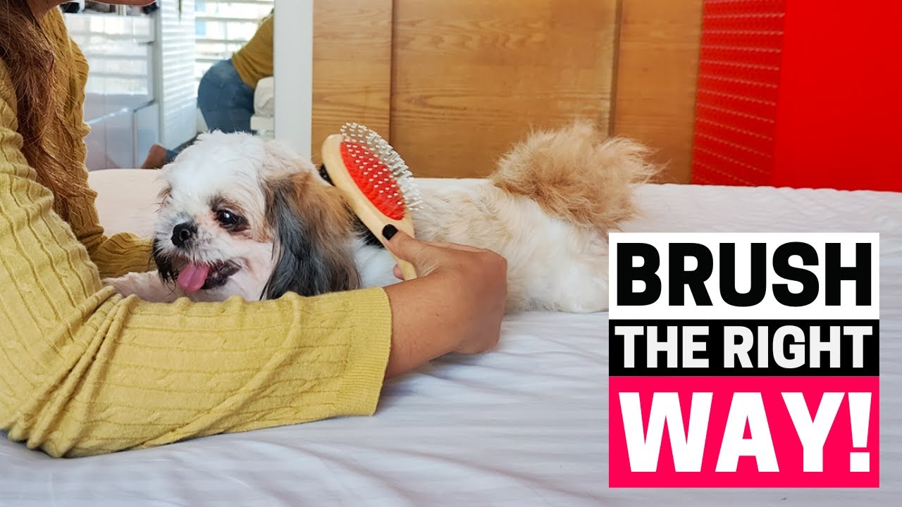 How to Brush your Shih Tzu's Coat (Shih Tzu Grooming Part 2)
