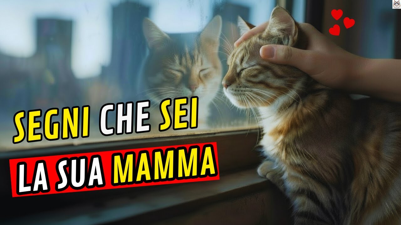 7 Segnali SCIENTIFICI Che Il Tuo Gatto Ti Considera Sua Mamma