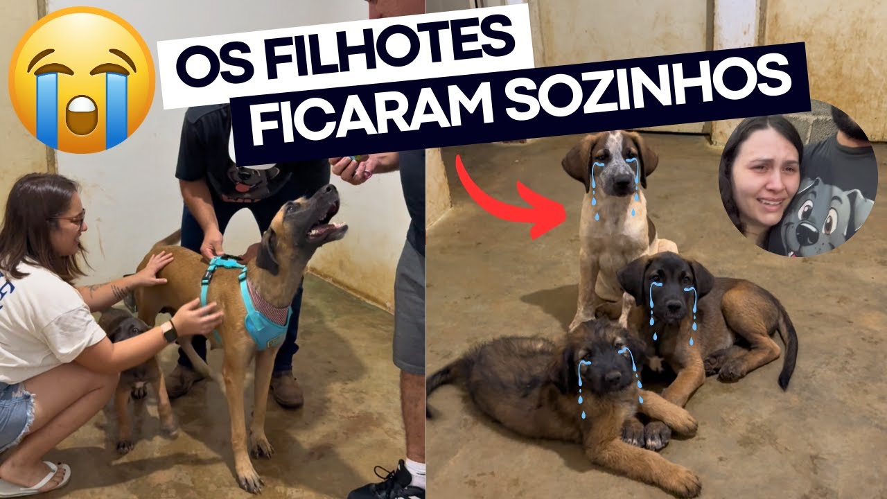 A CHEETARA FOI ADOTADA 🥺 a despedida mais difícil! 💔