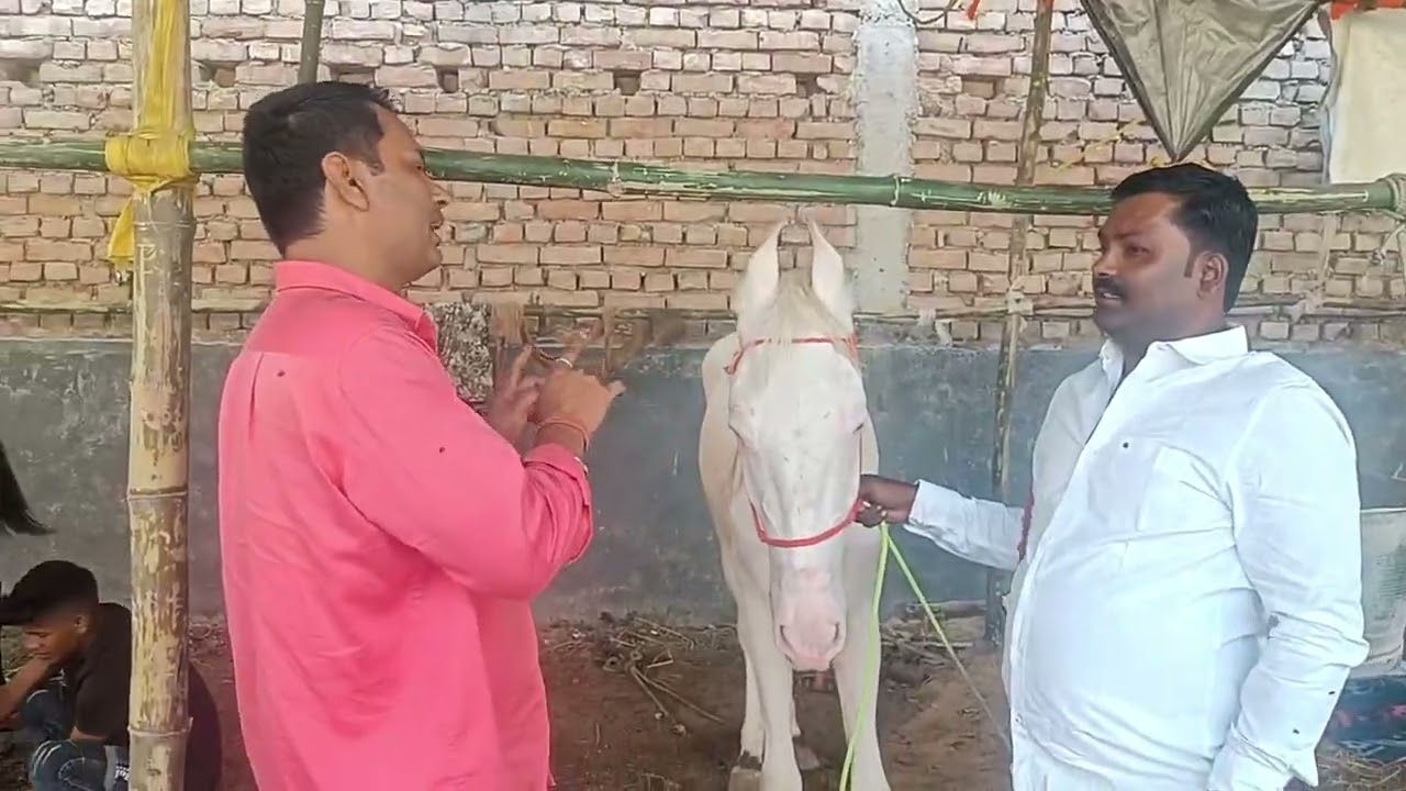 Sonpur Mela Vlog 2 #vlog #sonpur #horse #how #horseriding @LOL.c.r.i.n.g.e 