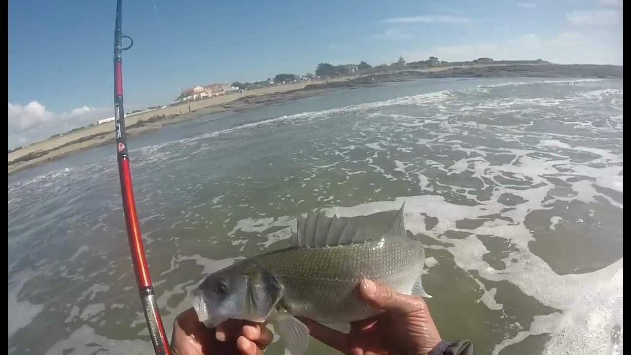Pêche du bar : Poissons d'avril au crabe mou