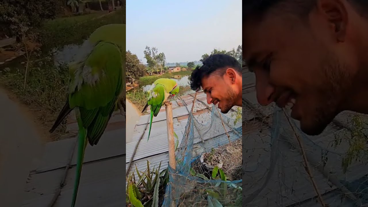 দুষ্ট মিঠু কি দুষ্টামি করবে তাল পাচ্ছে না #parrot #funnyanimal 
