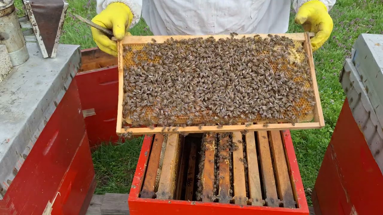 Prebacivanje petoramnih nukleusa u originalne LR košnice i dodavanje desetog okvira u nastavke.