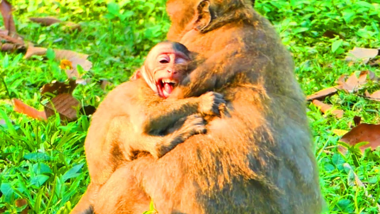 Huge baby monkey Jett mom  stop giving milk start weaning make baby very disappointed#amberfamily
