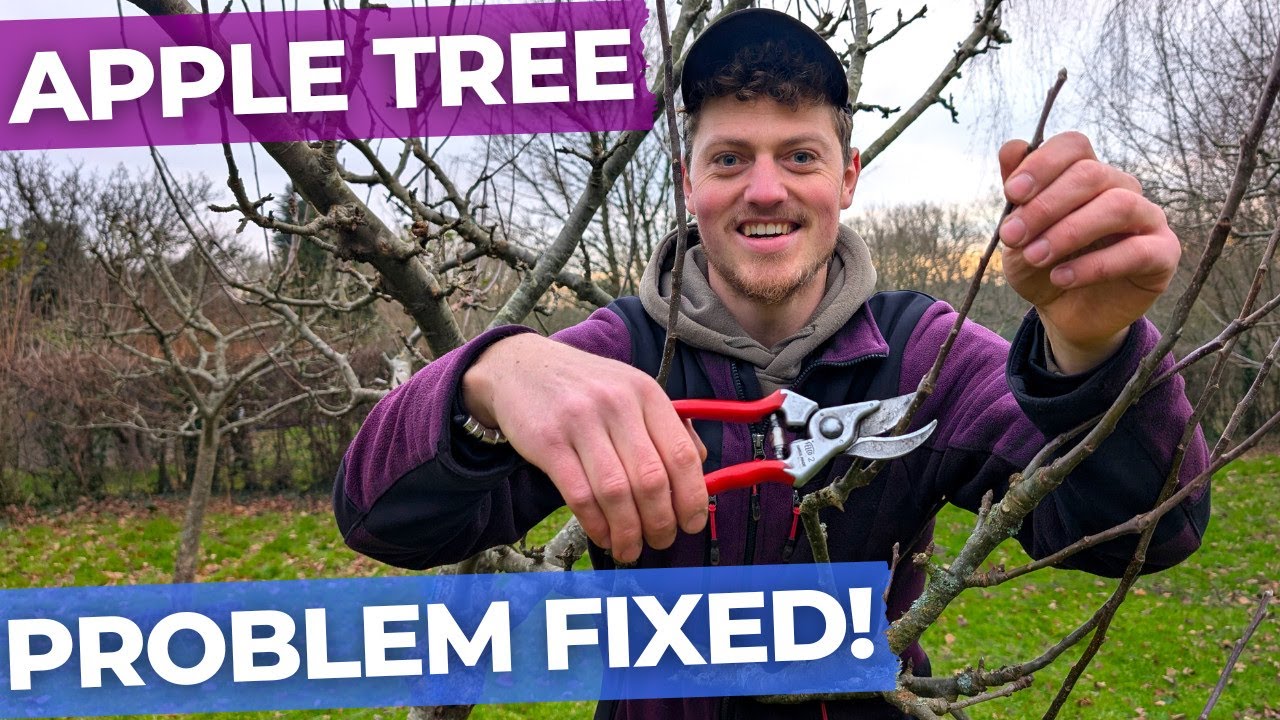 What to Do if You Miss an Apple Prune | Pruning Walkthrough