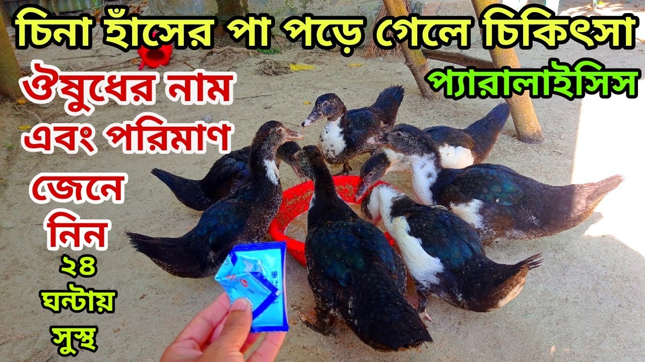 চিনা হাঁসের পা পড়ে গেলে চিকিৎসা জেনে নিন। ২৪ ঘন্টায় সুস্থ হবে। @Rezuwan & Pets