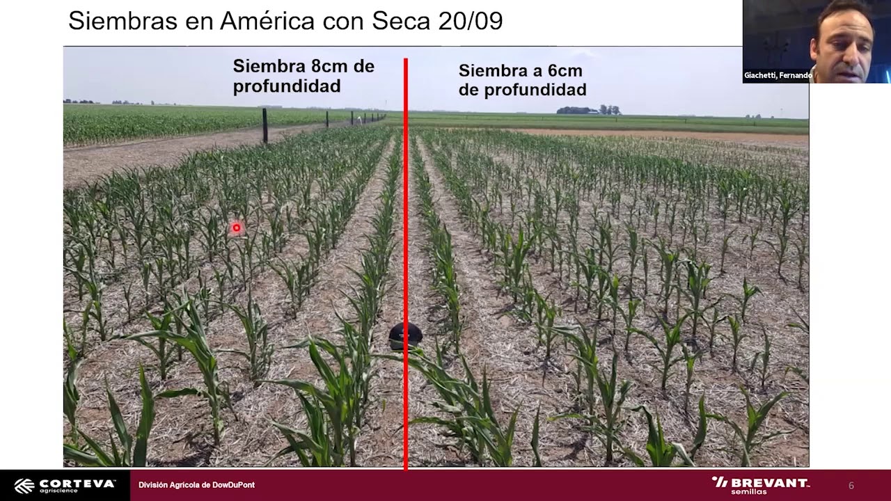 Congreso Maizar 4.0 Panel: Ensayos de profundidad de siembra de maíz (F. Giachetti - Brevant)