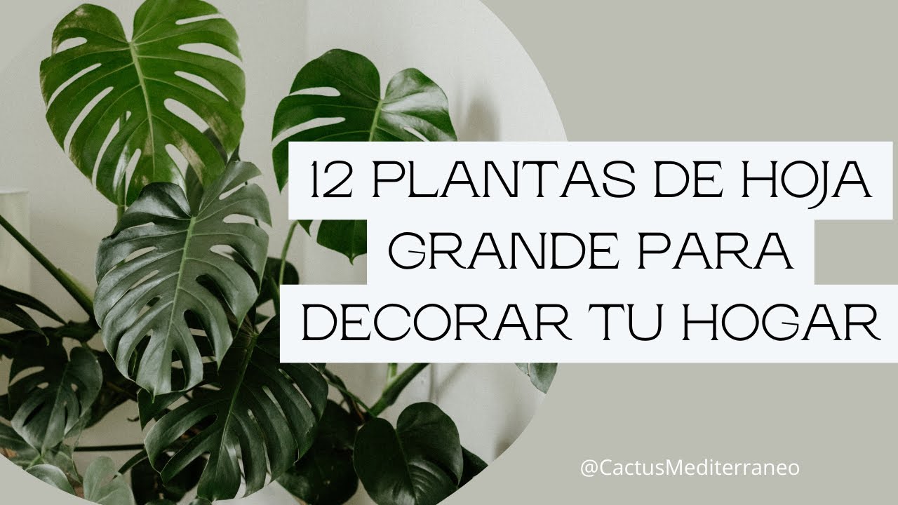 12 Plantas de Hoja Grande para Decorar tu Hogar | Ideas para Decoración de Interiores