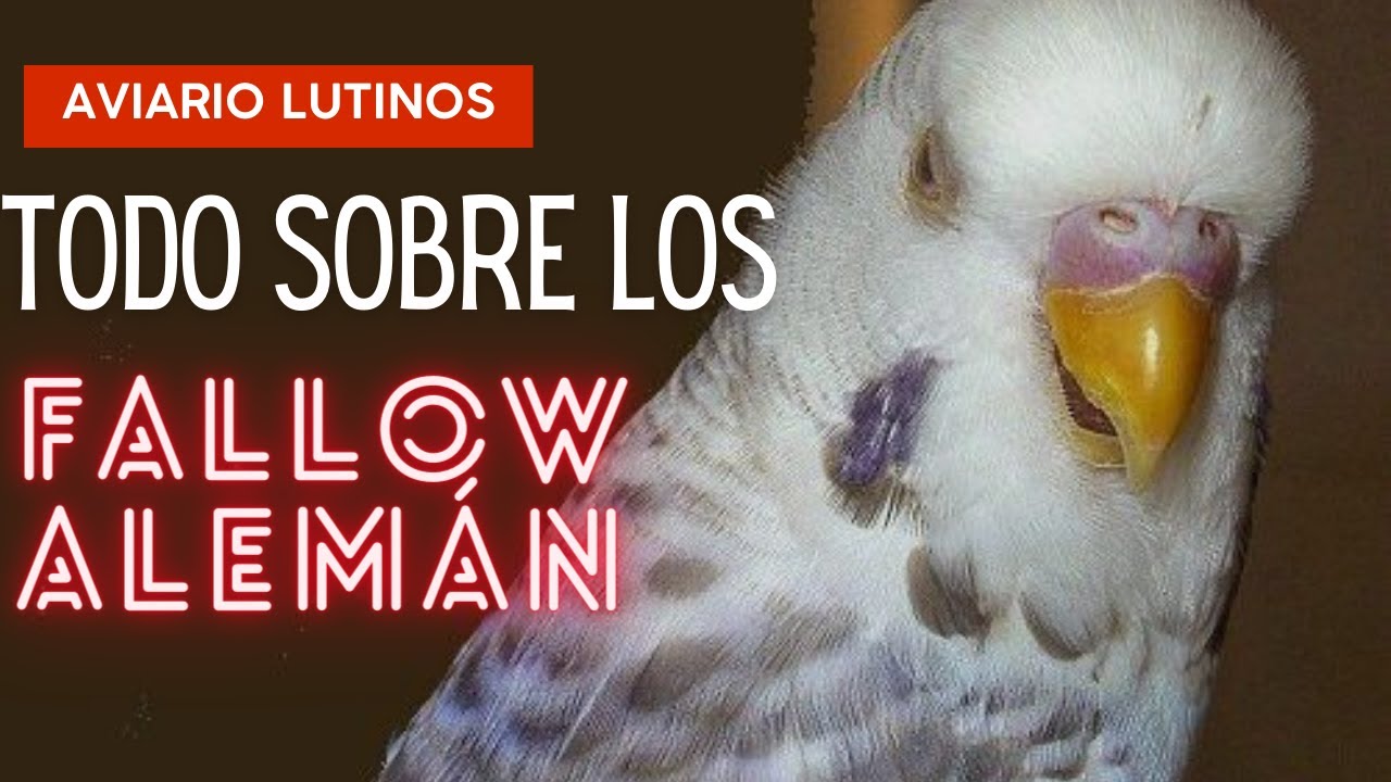 TODO sobre los periquitos flavo ALEMÁN