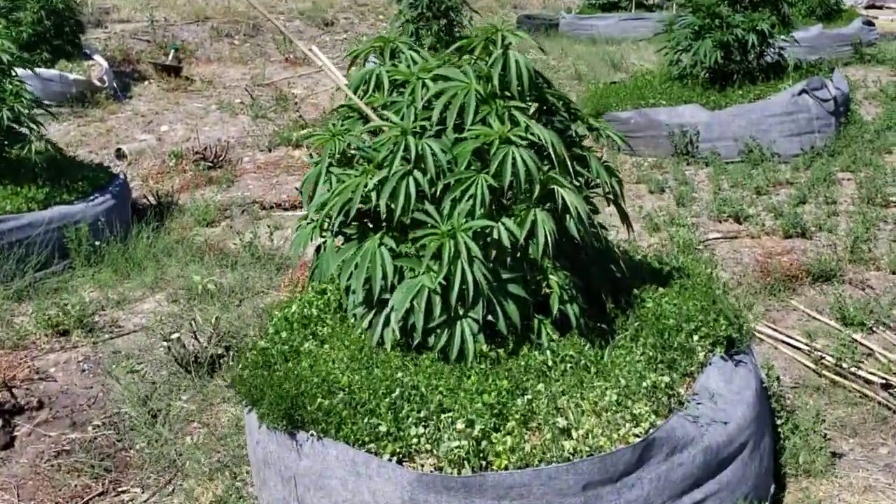 Outdoor cannabis grow no till style ( JULY UPDATE)