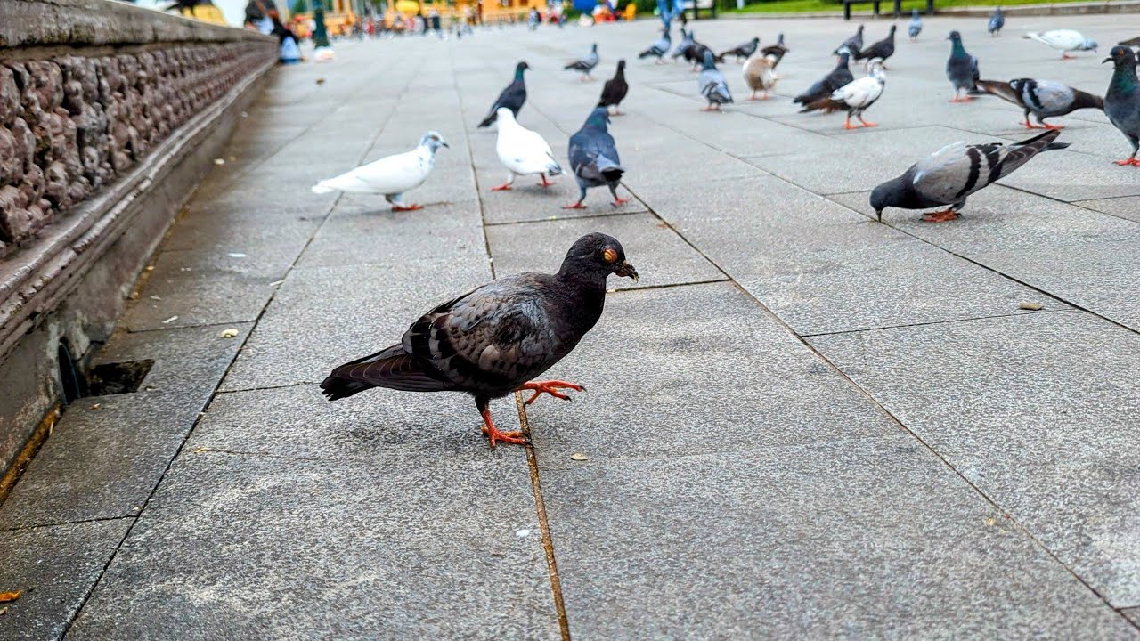 This Poor Pigeon Has a Wound on Its Beak... 🕊️