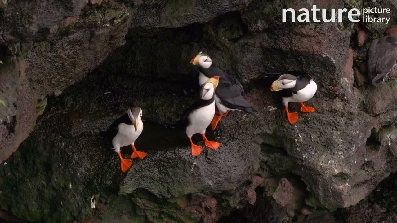 Horned puffins perching on cliff ledge and engaging in courtship display, Pribilof Islands, Alaska