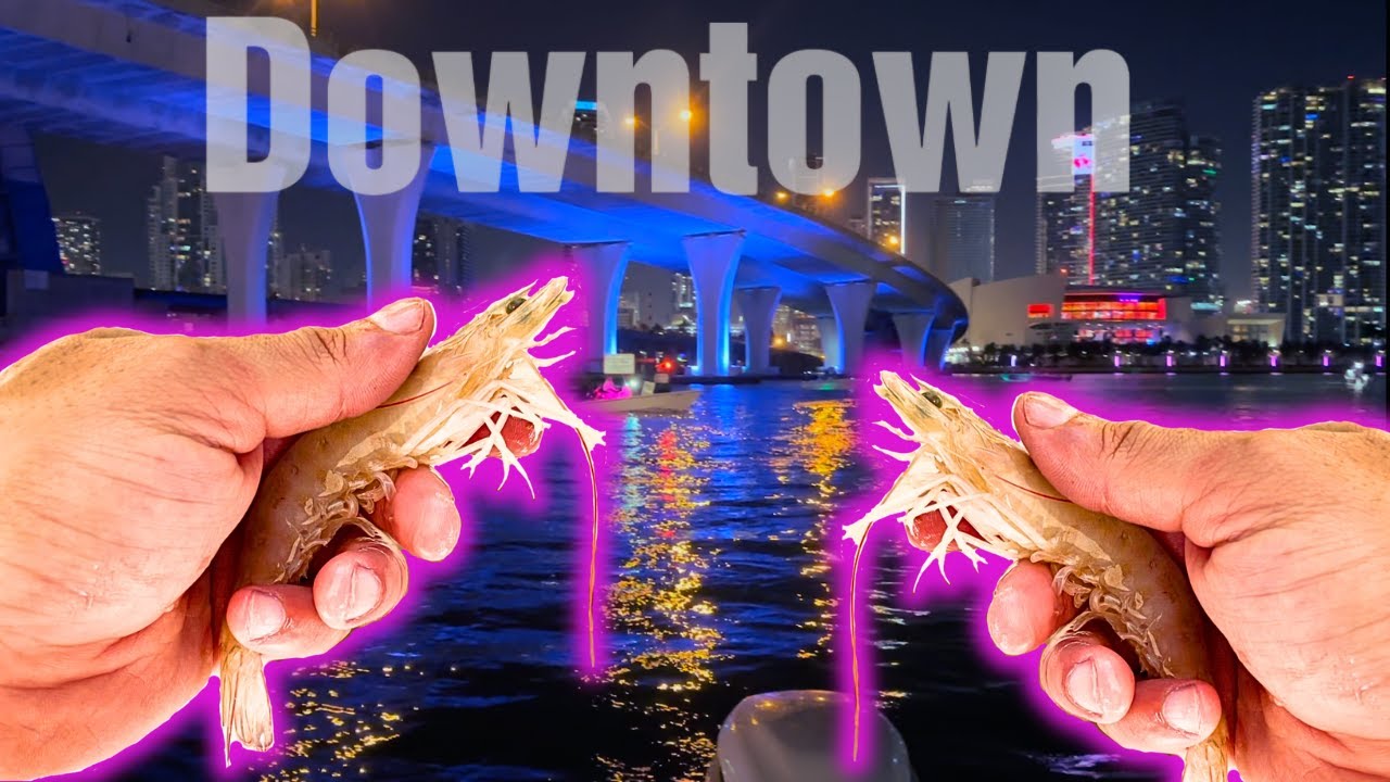 The BEST Place To Catch Shrimp In Miami!!!