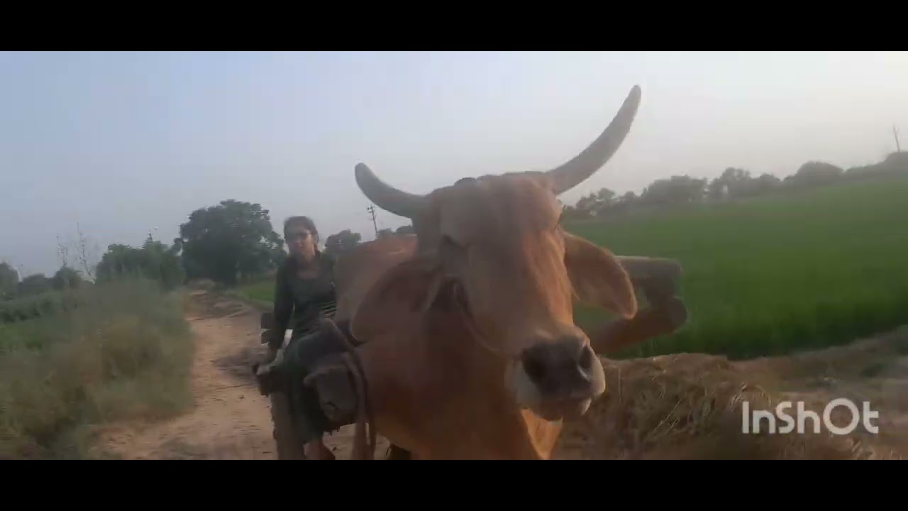 mera desh ki dharti sona ugla 🙏🏻🥰🌿🌾🌵🌴🌳☘️#hariyanvi#traindingvideo #funnyvideo #mastivlog #viral