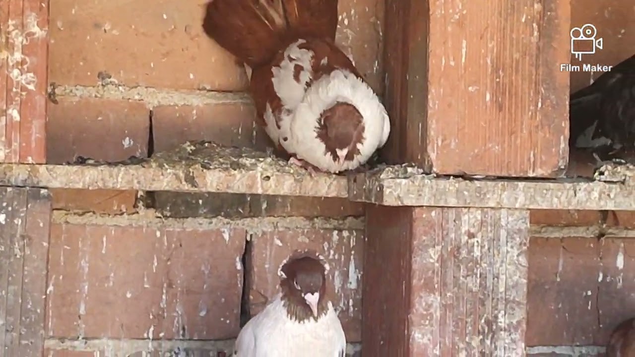 ORJİNAL BULGAR GÜVERCİNİ