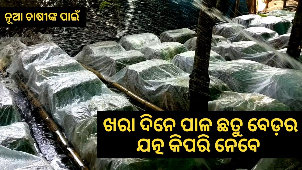 Paddy Straw Mushroom Farming In Summer - For a New Farmer  | Paddy straw mushroom in Summer