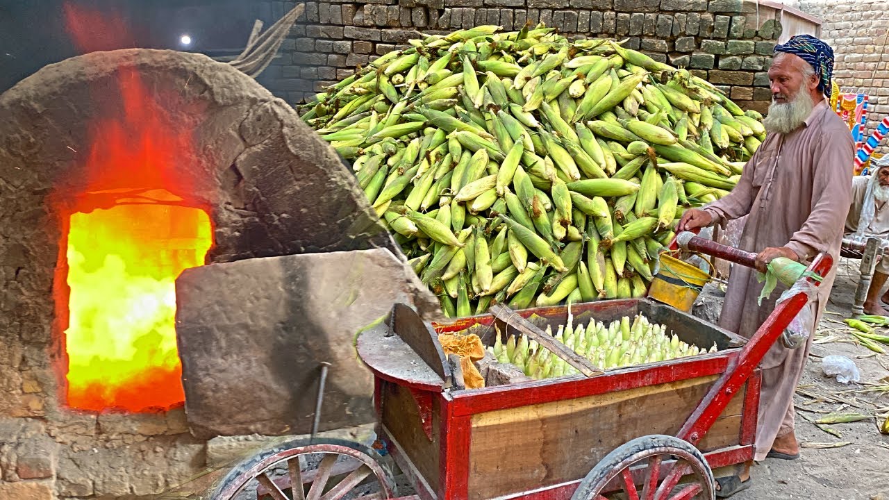 HOW THEY COOKING CORN IN COAL SAND | STEAMED CORN | BAKING CORN IN SAND | CORN HARVESTING AT FACTORY